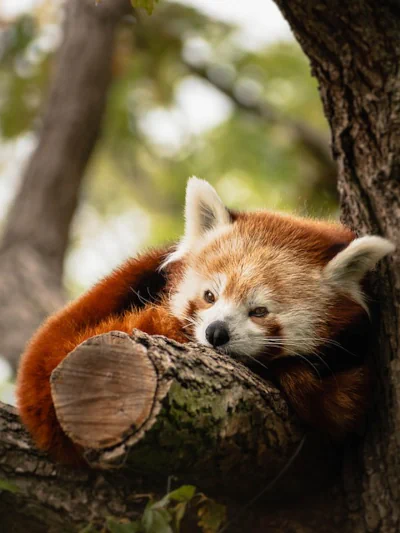 Ein roter Panda ruht zusammengerollt in einer Astgabel eines Baumes. Er hat die Augen leicht geschlossen, was ihm einen etwas frustrierten Gesichtsausdruck gibt.