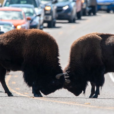 Zwei Bisons inmitten von Autos auf einer Straße, die Köpfe kampfbereit gegeneinander gesenkt.