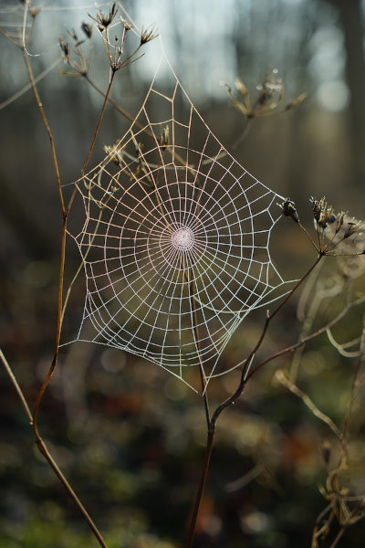 Ein Spinnennetz im Wald. Durch Morgentau an den Fäden ist es besonders gut zu erkennen. Der Hintergrund ist unscharf, Grün- und Brauntöne überwiegen.